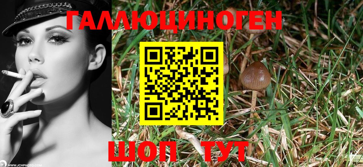 Псилоцибиновые грибы GOLDEN TEACHER Чебоксары